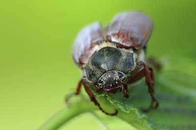 BUITEN BEELD Foto: 47700