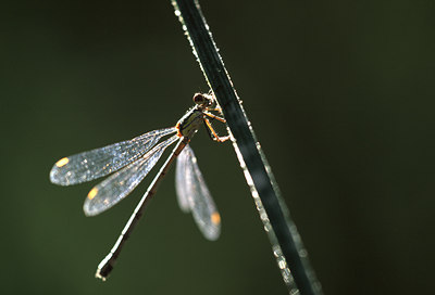 BUITEN BEELD Foto: 47706