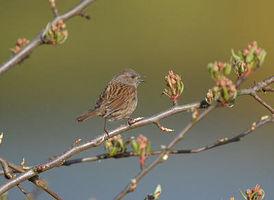 BUITEN BEELD Foto: 47734