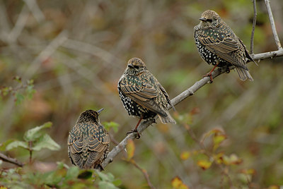 BUITEN BEELD Foto: 47740