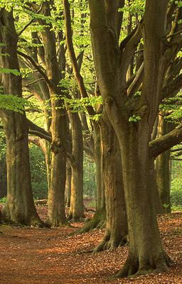 BUITEN BEELD Foto: 47806