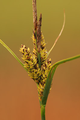 BUITEN BEELD Foto: 47814