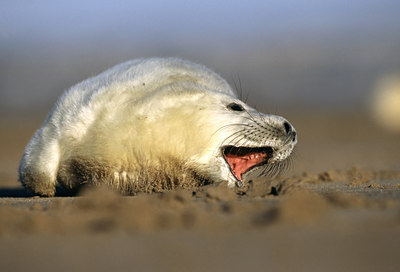 BUITEN BEELD Foto: 47847