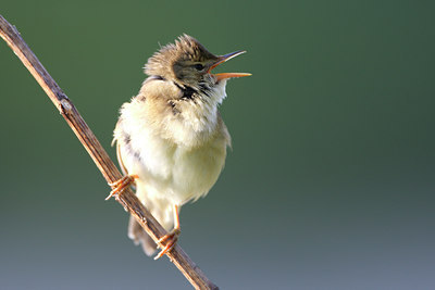 BUITEN BEELD Foto: 47852