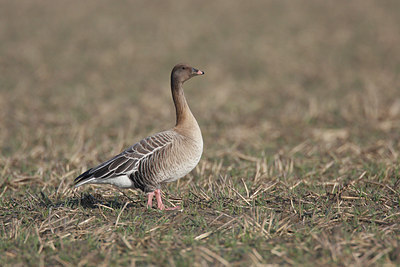 BUITEN BEELD Foto: 47885