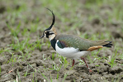 BUITEN BEELD Foto: 47893