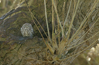 BUITEN BEELD Foto: 47902