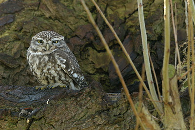 BUITEN BEELD Foto: 47904