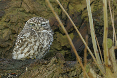 BUITEN BEELD Foto: 47908