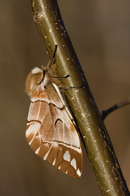 BUITEN BEELD Foto: 47956
