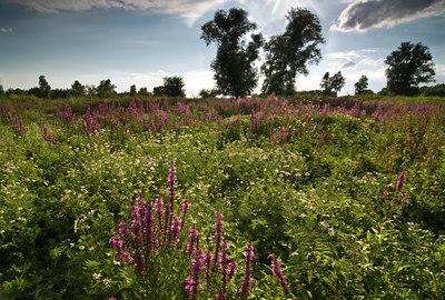 BUITEN BEELD Foto: 47995