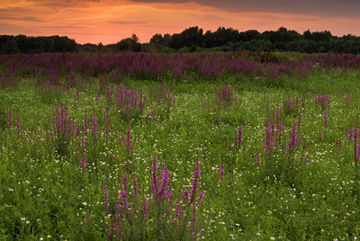 BUITEN BEELD Foto: 47997