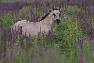 BUITEN BEELD Foto: 48000