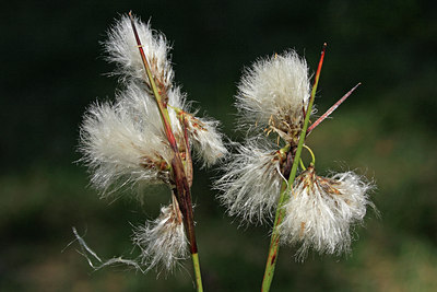 BUITEN BEELD Foto: 48006