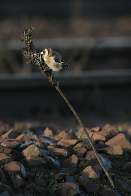 BUITEN BEELD Foto: 48016