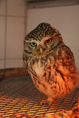BUITEN BEELD Foto: 48026