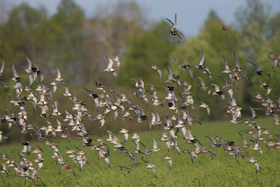 BUITEN BEELD Foto: 48084