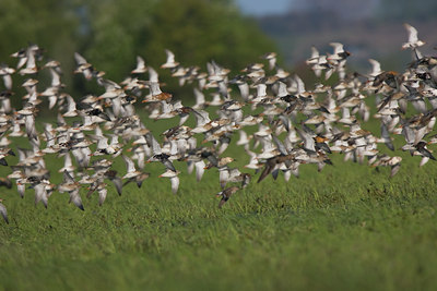 BUITEN BEELD Foto: 48085