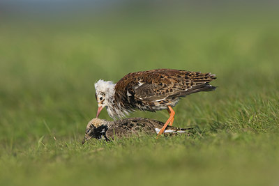 BUITEN BEELD Foto: 48088