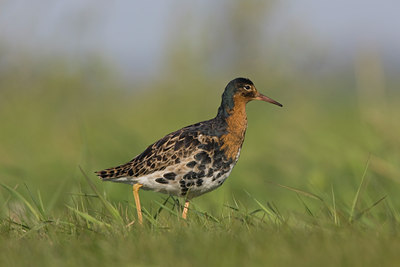 BUITEN BEELD Foto: 48089