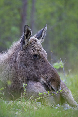 BUITEN BEELD Foto: 48099