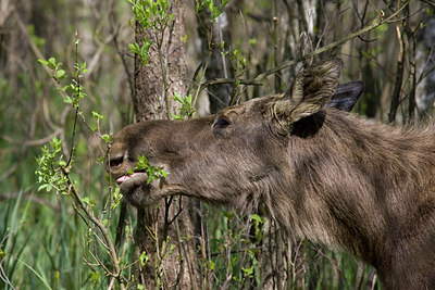 BUITEN BEELD Foto: 48100