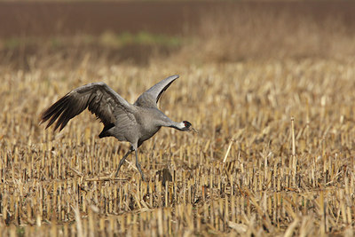 BUITEN BEELD Foto: 48112