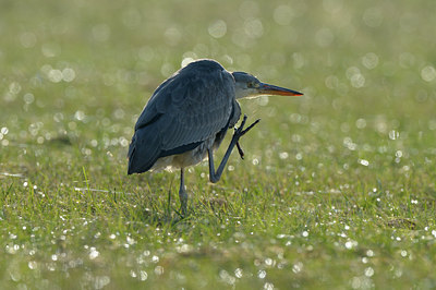 BUITEN BEELD Foto: 48118