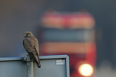BUITEN BEELD Foto: 48120