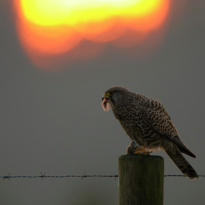 BUITEN BEELD Foto: 48122