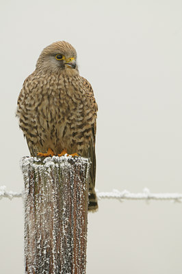 BUITEN BEELD Foto: 48124