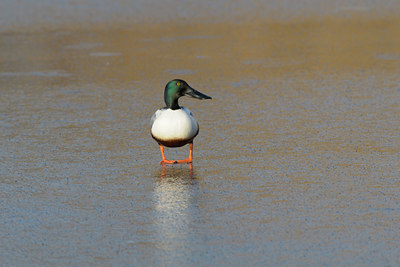 BUITEN BEELD Foto: 48126