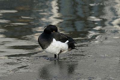 BUITEN BEELD Foto: 48129