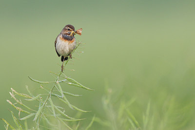 BUITEN BEELD Foto: 48136