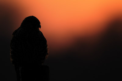 BUITEN BEELD Foto: 48160