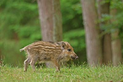 BUITEN BEELD Foto: 48208
