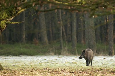 BUITEN BEELD Foto: 48210