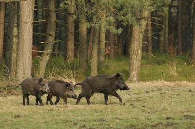 BUITEN BEELD Foto: 48213