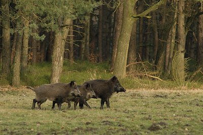 BUITEN BEELD Foto: 48214