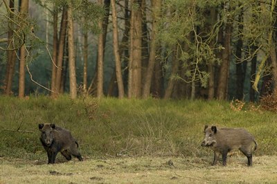 BUITEN BEELD Foto: 48215