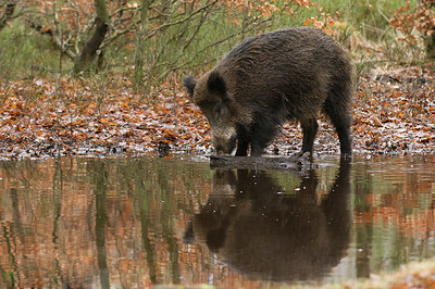 BUITEN BEELD Foto: 48216