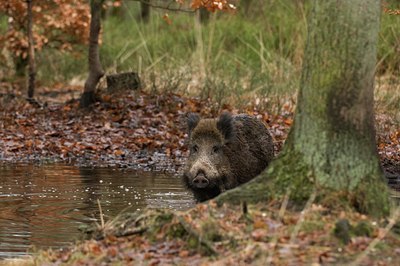 BUITEN BEELD Foto: 48217