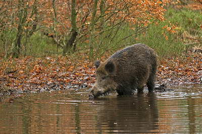 BUITEN BEELD Foto: 48218