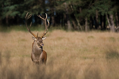 BUITEN BEELD Foto: 48225