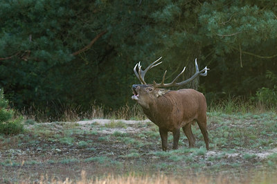 BUITEN BEELD Foto: 48226