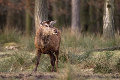 BUITEN BEELD Foto: 48230