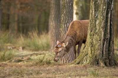 BUITEN BEELD Foto: 48231