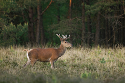 BUITEN BEELD Foto: 48234