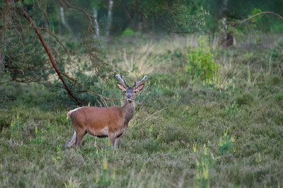 BUITEN BEELD Foto: 48235