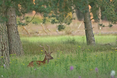 BUITEN BEELD Foto: 48241